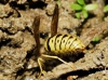 Vespula germanica (Fabricius 1793)