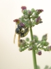 Vespula germanica (Fabricius 1793)