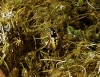 Vespula germanica (Fabricius 1793)