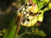 Vespula germanica (Fabricius 1793)