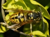 Vespula germanica (Fabricius 1793)