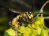 Vespula germanica (Fabricius 1793)