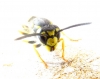Vespula germanica (Fabricius 1793)