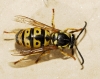 Vespula germanica (Fabricius 1793)