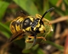 Vespula germanica (Fabricius 1793)