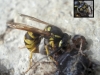 Vespula germanica (Fabricius 1793)