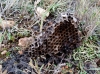 Vespula germanica (Fabricius 1793) [nido]