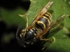 Vespula vulgaris (Linnaeus 1758)