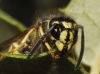 Vespula vulgaris (Linnaeus 1758)