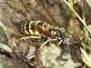 Vespula vulgaris (Linnaeus 1758) [?]