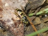 Vespula vulgaris (Linnaeus 1758)