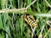 Vespula germanica (Fabricius 1793)