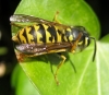 Vespula germanica (Fabricius 1793)