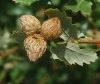 Andricus foecundatrix (agallas)