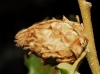 Andricus foecundatrix