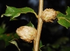 Andricus foecundatrix