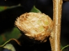 Andricus foecundatrix