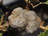 Andricus quercusramuli