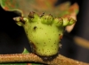 Andricus quercustozae