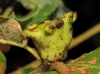 Andricus quercustozae
