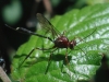 Anomalon cruentatum (Geoffroy, 1785)