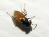 Aphelinidae: Aphelinus sp. ? 1d6