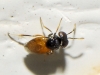 Aphelinidae: Aphelinus sp. ?  2d6