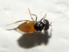 Aphelinidae: Aphelinus sp. ?  3d6