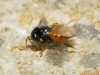 Aphelinidae: Aphelinus sp. ?  4d6