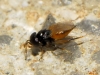 Aphelinidae: Aphelinus sp. ?  5d6