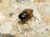 Aphelinidae: Aphelinus sp. ?  6d6