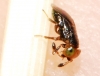 Aschitus bicolor