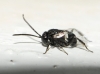 Brachygaster minuta (Olivier 1791)