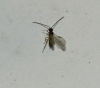 Braconidae