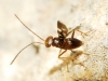 Callipteroma sexguttata