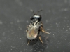 Conomorium sp. (Pteromalidae) 2d2