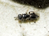 Dendrocerus sp.