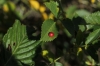 Diplolepis eglanteriae/nervosa (agalla)