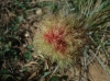 Diplolepis rosae (agalla)