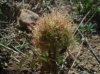 Diplolepis rosae (agalla)