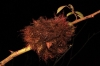Diplolepis rosae (agalla)