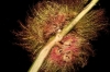 Diplolepis rosae (agalla)