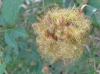 Diplolepis rosae (agalla)