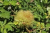 Diplolepis rosae (agalla)