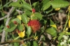 Diplolepis rosae (agallas)