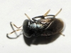 Discodes sp. (Encyrtidae)