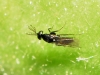 Elasmus sp.
