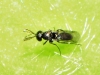 Elasmus sp.