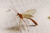 Enicospilus sp.