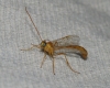 Enicospilus sp.